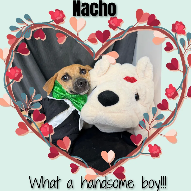 Nacho thumbnail 4