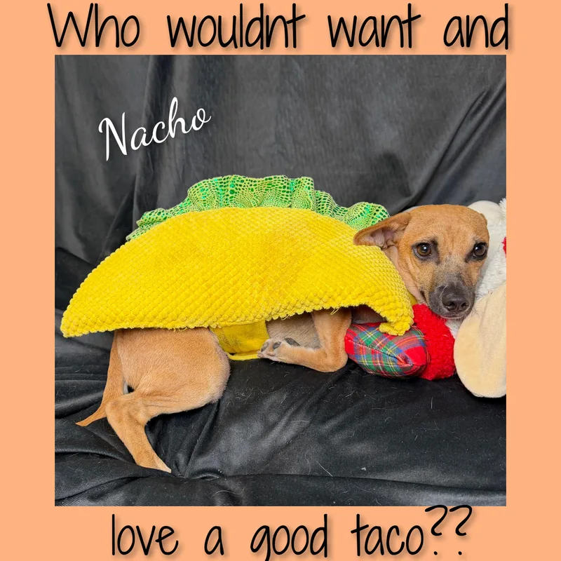 Nacho thumbnail 5