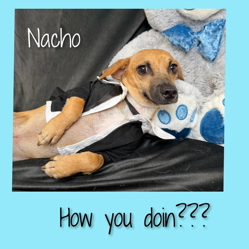 Nacho thumbnail 6