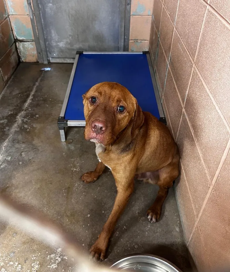 An adult medium-sized male Pit Bull Terrier dog named Bongo for adoption in Gautier, MS