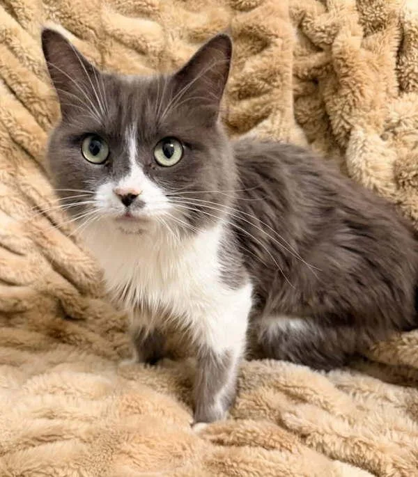 An adult medium-sized female Domestic Short Hair cat named Freya for adoption in Salt Lake City, UT