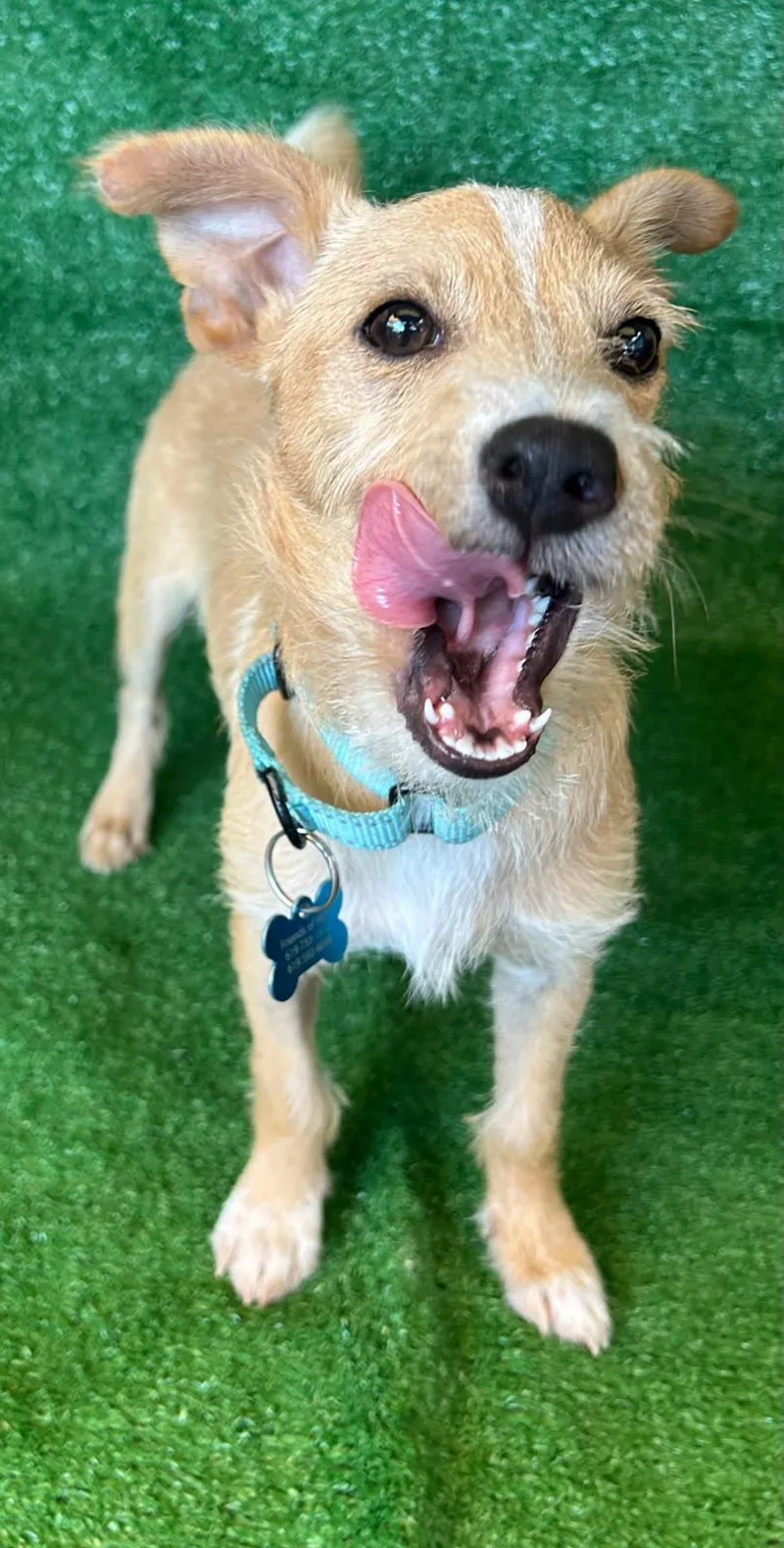 A young medium-sized male White / Cream Chihuahua dog named Joey for adoption in San Ysidro, CA