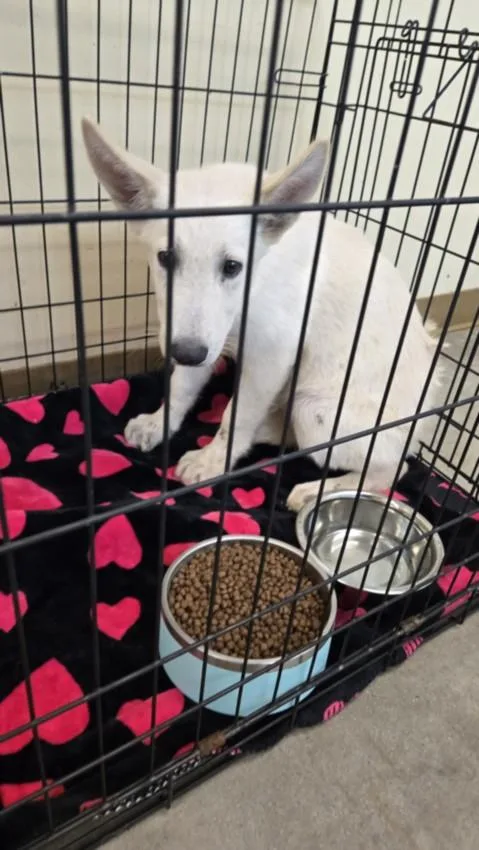 A baby small-sized male German Shepherd Dog dog named A for adoption in Texas City, TX
