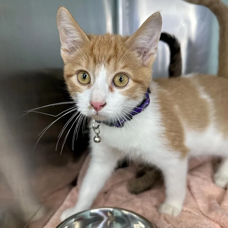 A baby small-sized male Orange / Red Domestic Medium Hair cat named Goblin for adoption in Matteson, IL