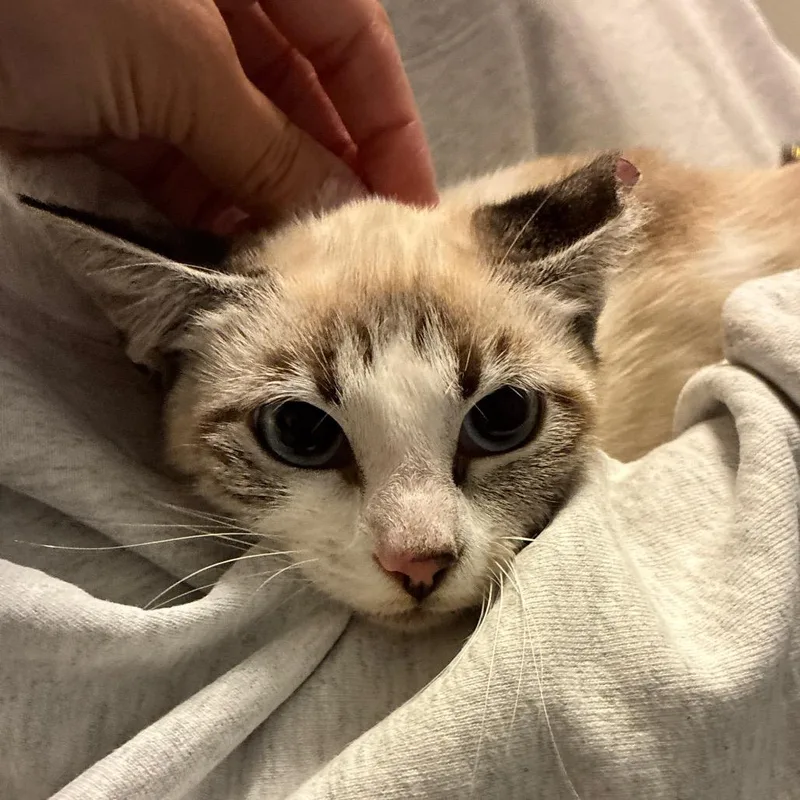 A young small-sized female Domestic Short Hair cat named Ginger for adoption in Titusville, FL