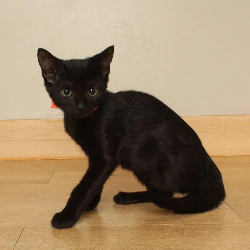 A baby small-sized female Black Domestic Short Hair cat named Pinto Bean C for adoption in Minnetonka, MN