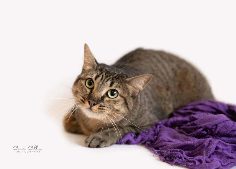 An adult medium-sized female Tabby (Brown / Chocolate) Domestic Short Hair cat named Octavia for adoption in Homewood, AL