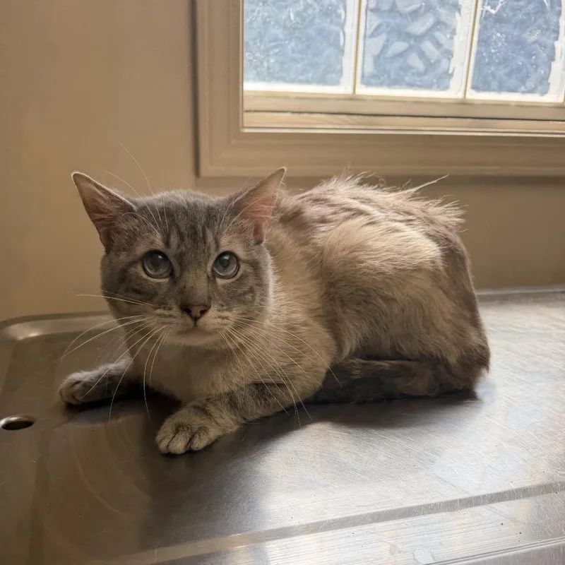 A senior medium-sized male Cream / Ivory Siamese cat named TUSCStray for adoption in Tuscaloosa, AL
