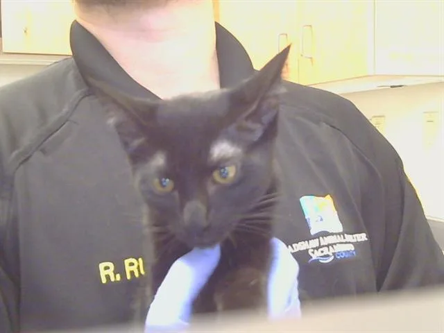 A baby small-sized female Domestic Short Hair cat named Altadena for adoption in Sacramento, CA