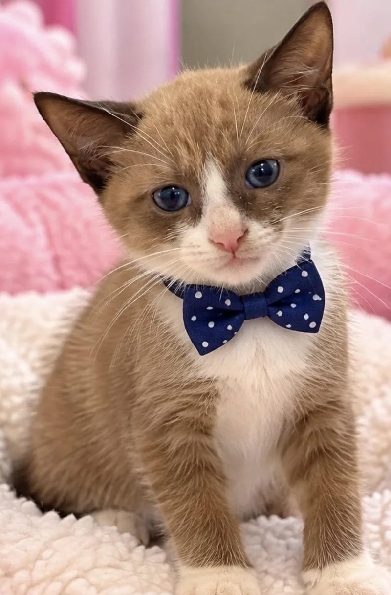 A young medium-sized male Siamese cat named Snickers for adoption in Margate, FL