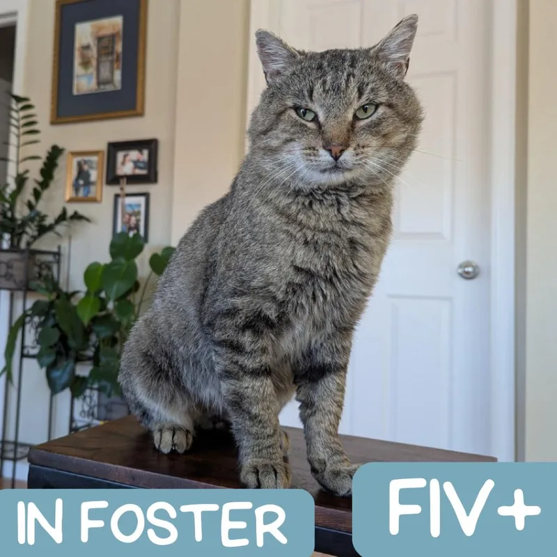 Squire Nm thumbnail 2