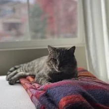 Squire Nm thumbnail 3