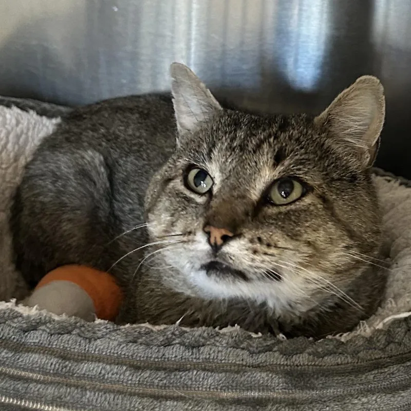 Squire Nm thumbnail 4