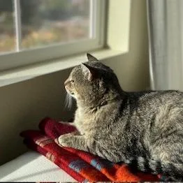 Squire Nm thumbnail 5