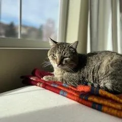 Squire Nm thumbnail 6