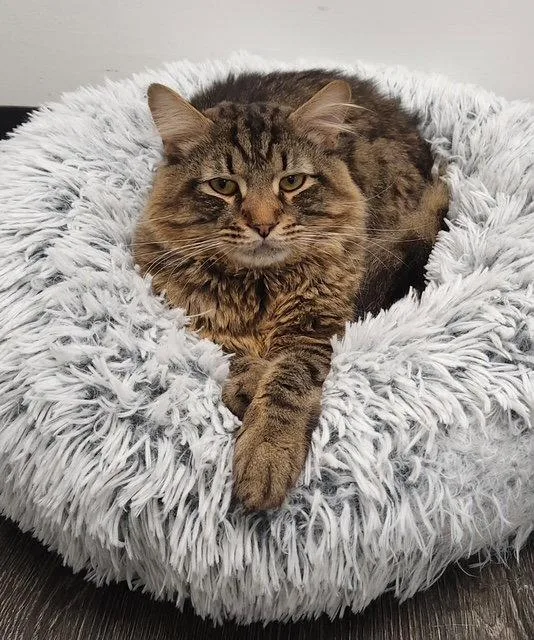An adult medium-sized male Domestic Medium Hair cat named Peter for adoption in Herndon, VA
