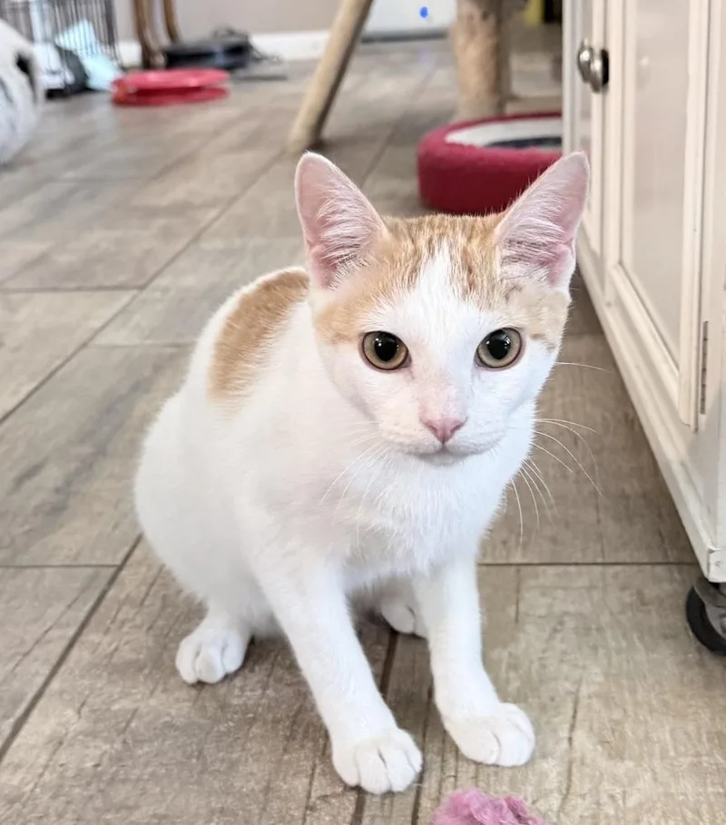 A young medium-sized male Orange & White Tabby cat named Colby Cheese for adoption in Dallas, TX