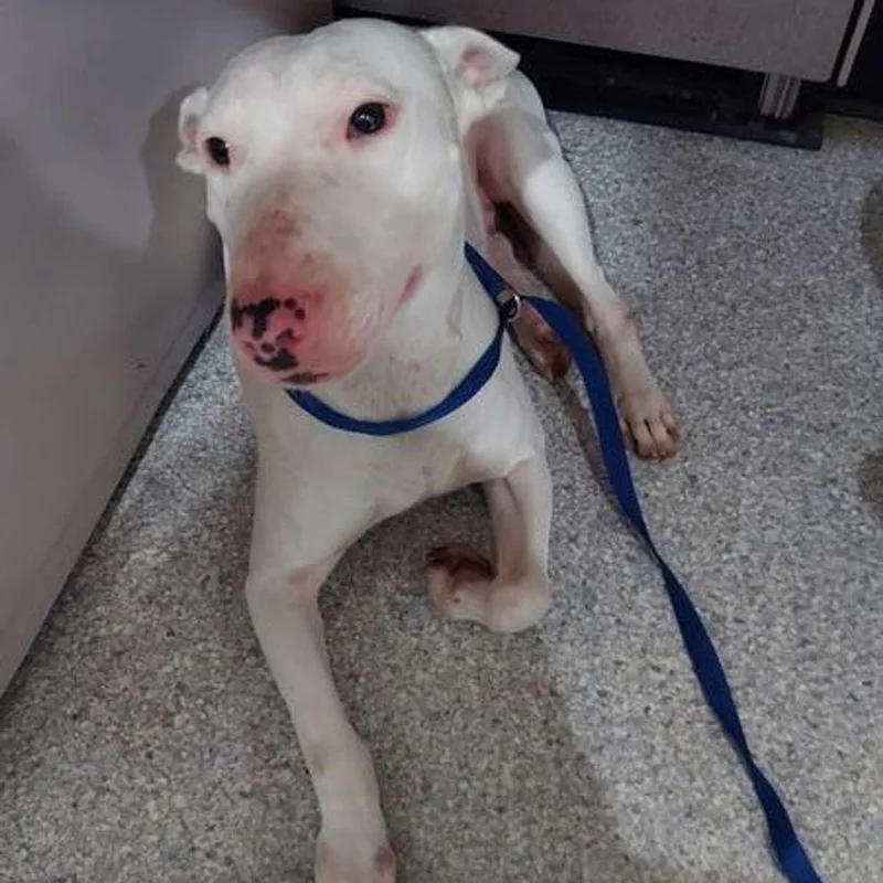 An adult medium-sized male White / Cream Bull Terrier dog named Petey for adoption in Lake Havasu City, AZ