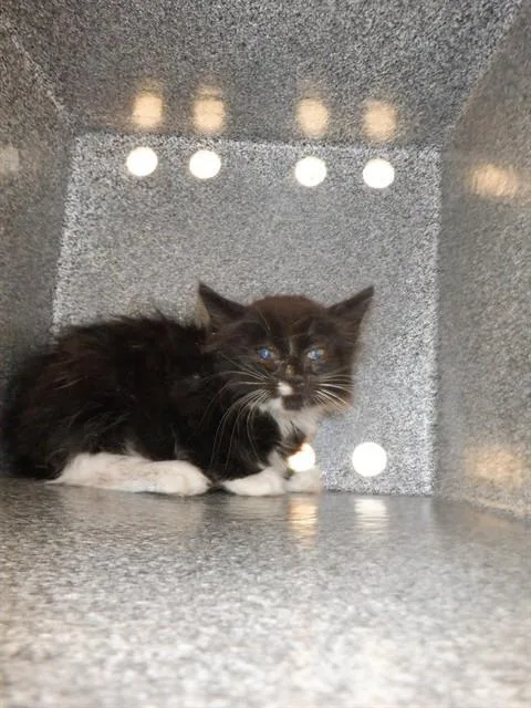 A baby small-sized male Domestic Medium Hair cat named Osha for adoption in San Jose, CA