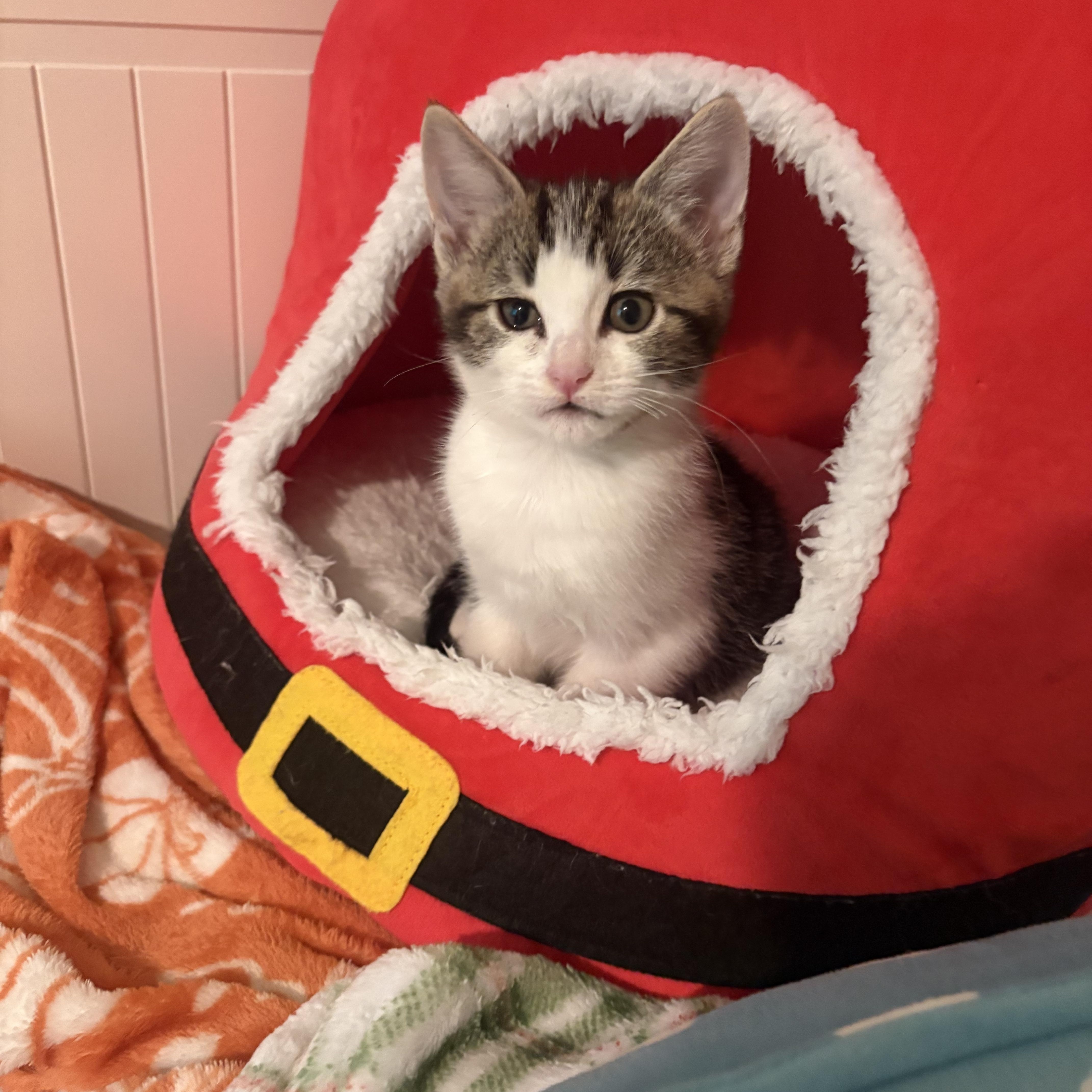A baby medium-sized male Tabby (Gray / Blue / Silver) Tabby cat named Cheddar for adoption in Woodinville, WA