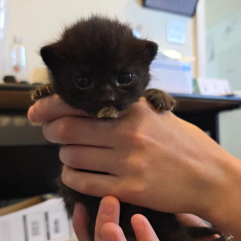 A baby small-sized male Black Domestic Medium Hair cat named Louis Vuitton for adoption in St. Helena, CA