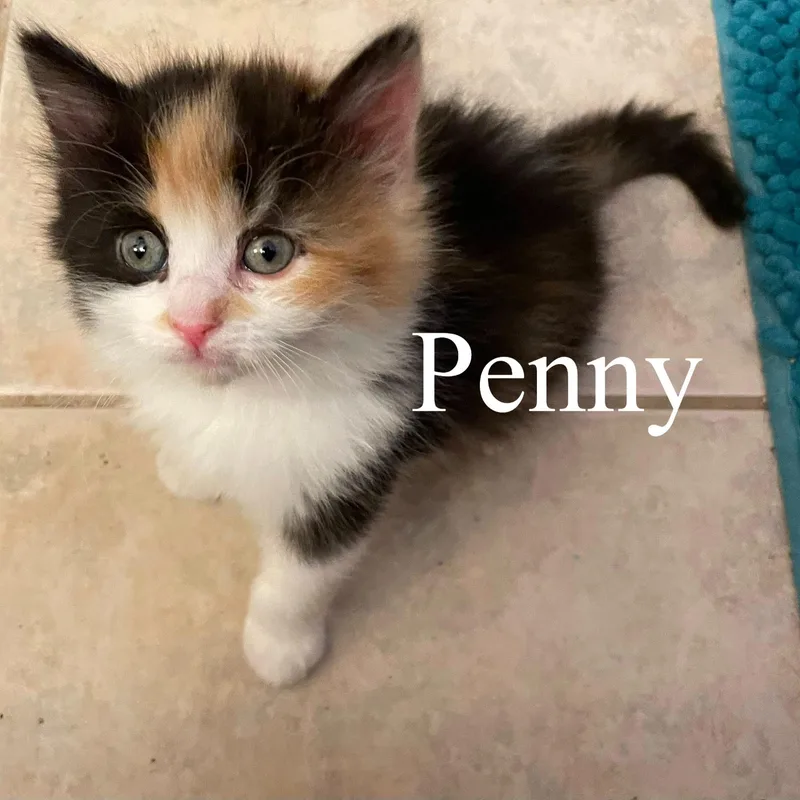 A baby medium-sized female Calico Domestic Short Hair cat named Penny for adoption in Queen Creek, AZ