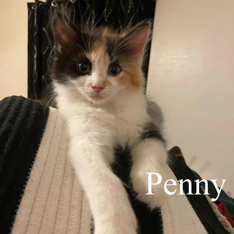 Penny thumbnail 2