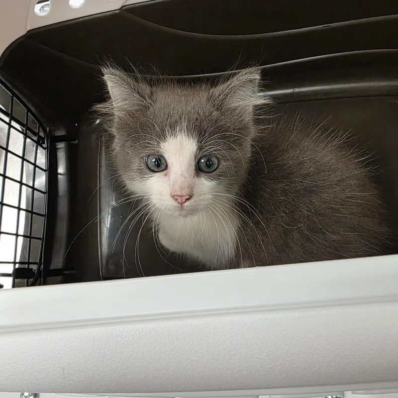 A baby small-sized female Gray / Blue / Silver Domestic Medium Hair cat named Unicorn for adoption in Chattanooga, TN