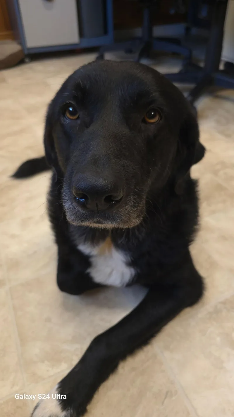 An adult medium-sized female Flat-Coated Retriever dog named Belle for adoption in Raleigh, NC
