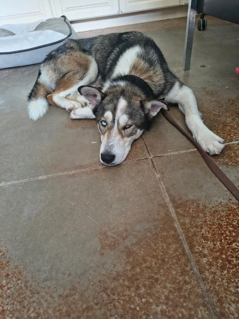 Balto