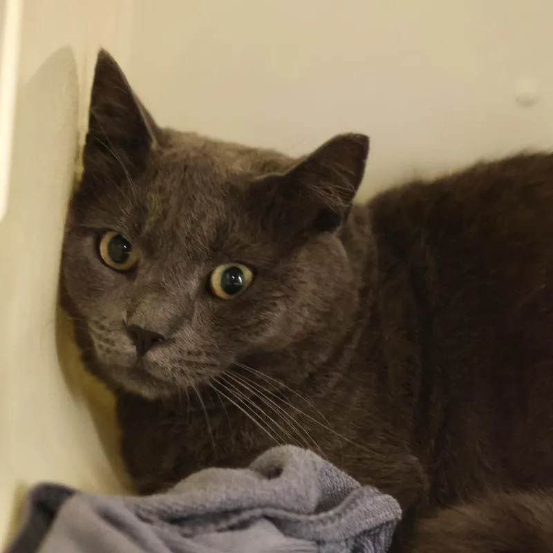 An adult large-sized male Gray / Blue / Silver Domestic Short Hair cat named Shadow for adoption in Briarcliff Manor, NY