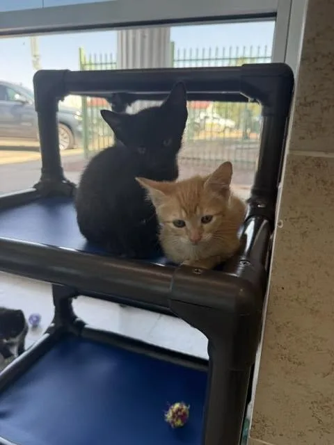 A young medium-sized male Black Domestic Short Hair cat named Batman for adoption in Hobbs, NM