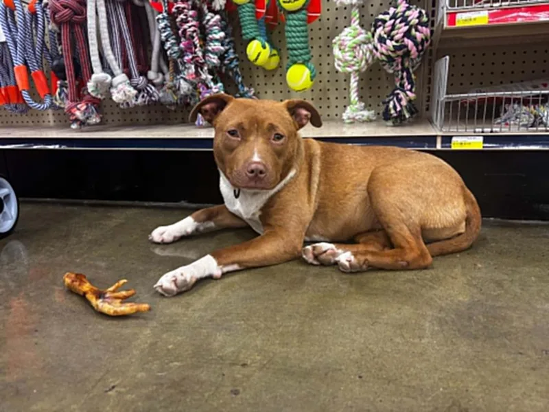 A young medium-sized female Brown / Chocolate Bull Terrier dog named Tulip for adoption in Dutton, VA