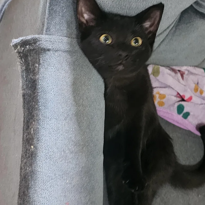 A young medium-sized female Black Domestic Short Hair cat named Whispurr for adoption in EAST LEROY, MI