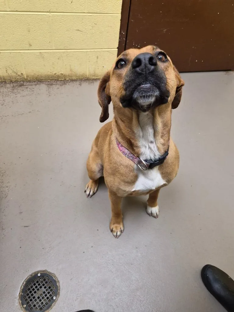 An adult medium-sized female Hound dog named Princess for adoption in Crossville, TN