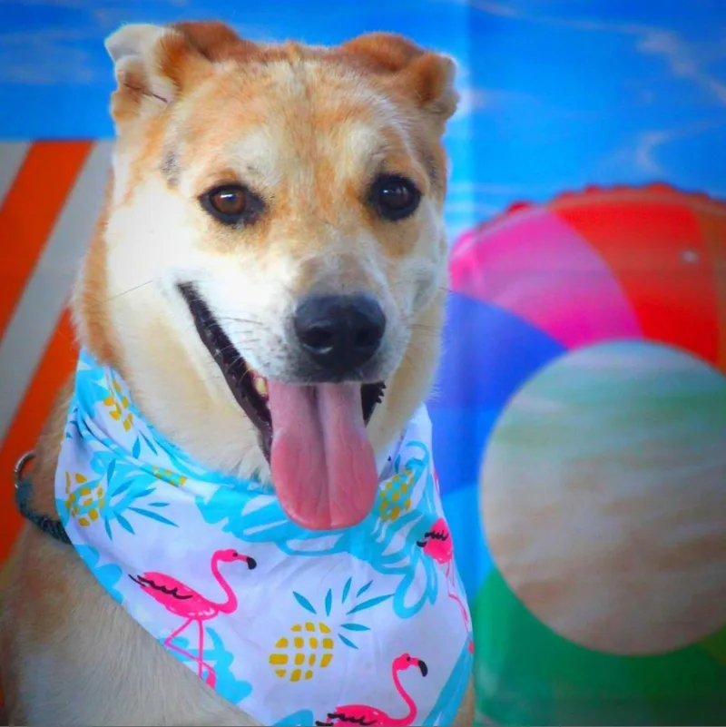 Hondo Jum thumbnail 2