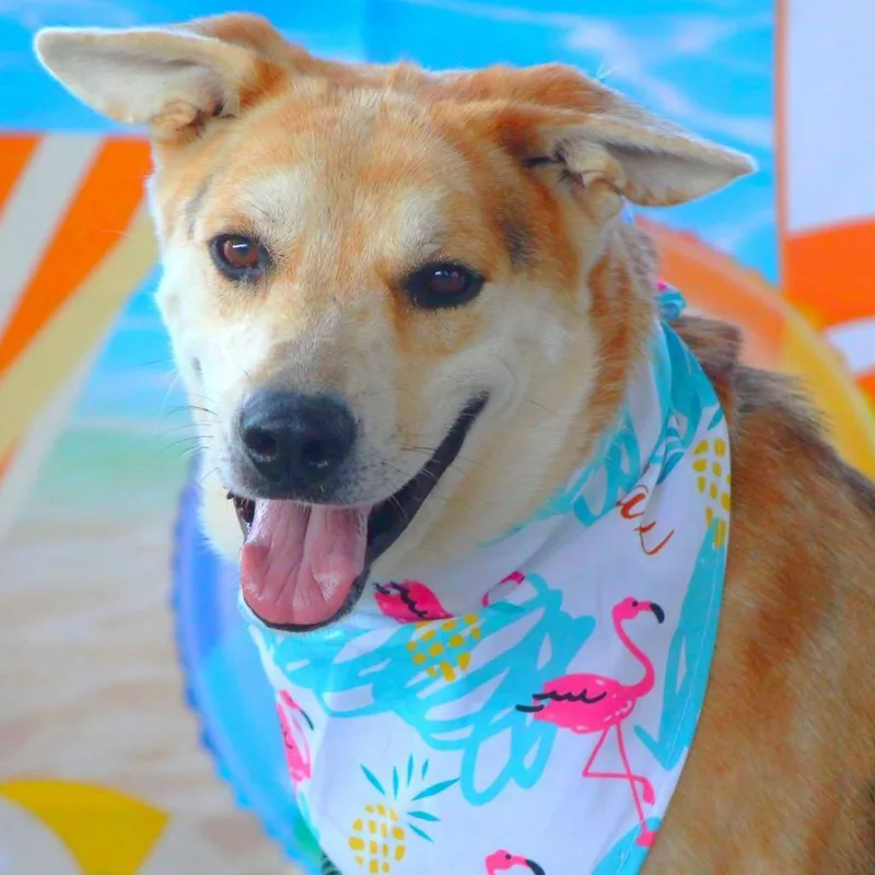 Hondo Jum thumbnail 3