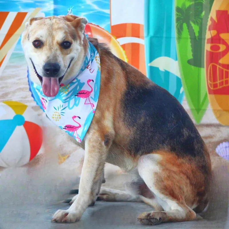 Hondo Jum thumbnail 4