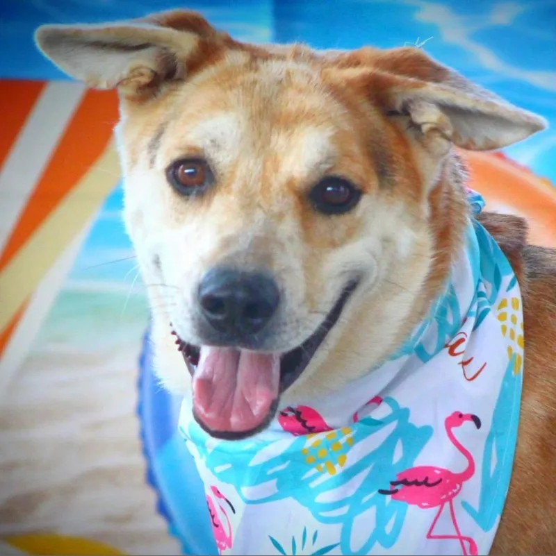 Hondo Jum thumbnail 5