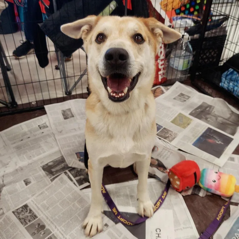 Hondo Jum thumbnail 6