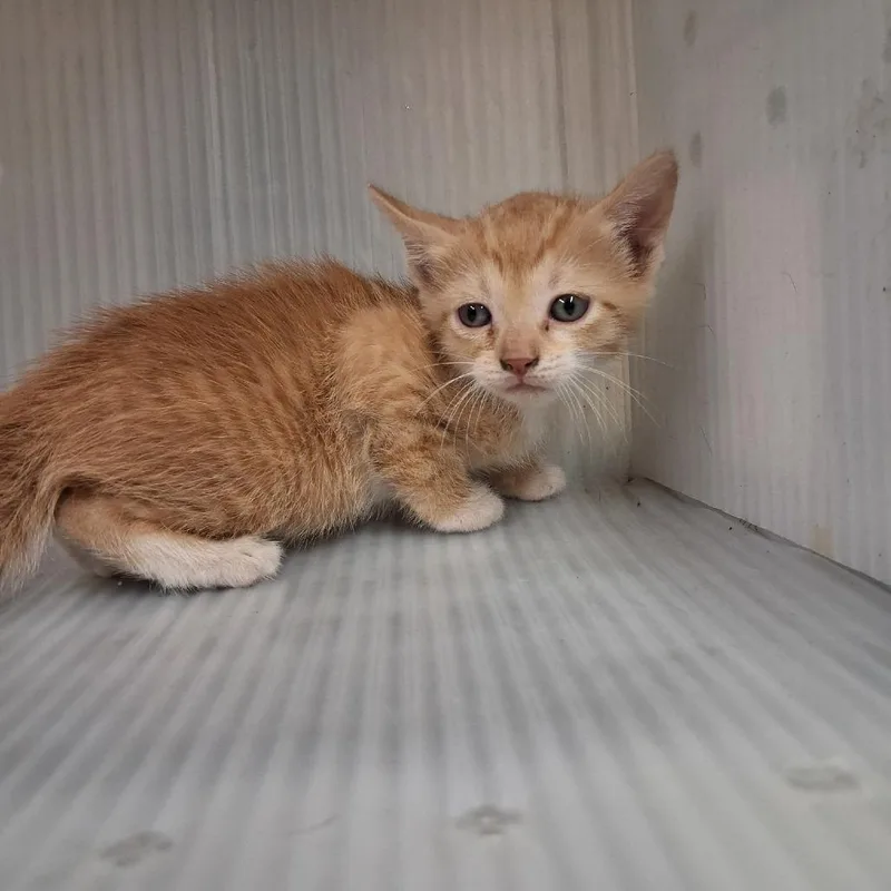 A baby small-sized male Orange / Red Domestic Short Hair cat named Rehab for adoption in Pauls Valley, OK