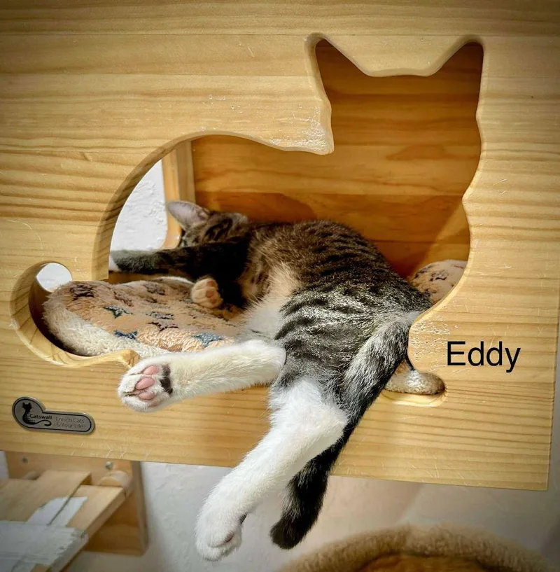 Eddy
