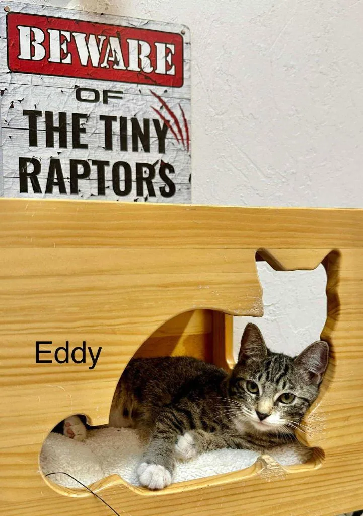 Eddy thumbnail 2