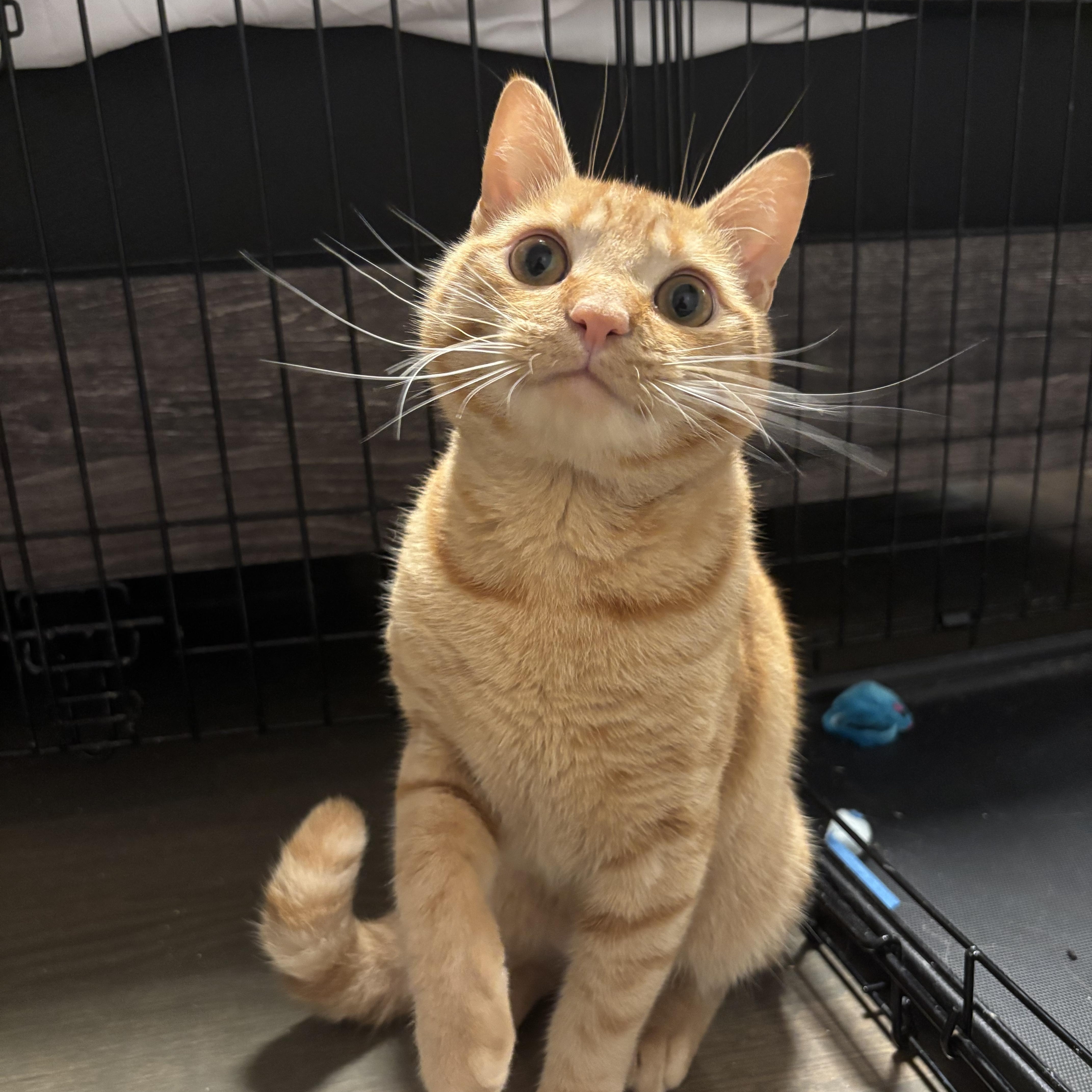A baby large-sized male Tabby (Orange / Red) Domestic Short Hair cat named Butternut Squash for adoption in Fresh Meadows, NY