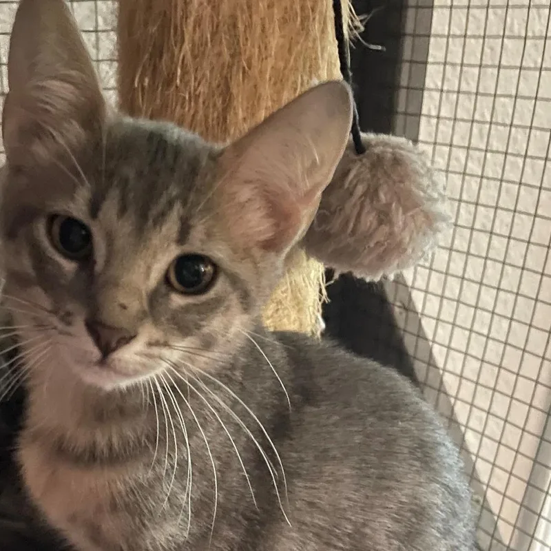 A baby small-sized female Gray / Blue / Silver Domestic Short Hair cat named Leila for adoption in Bastrop, TX