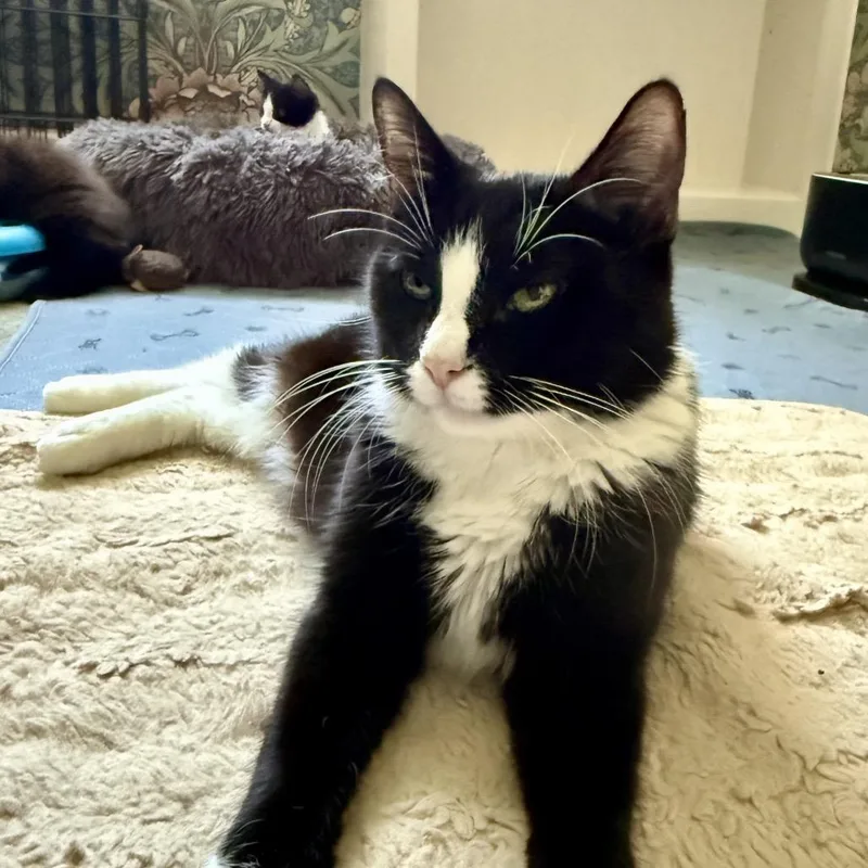 Isabelle thumbnail 6