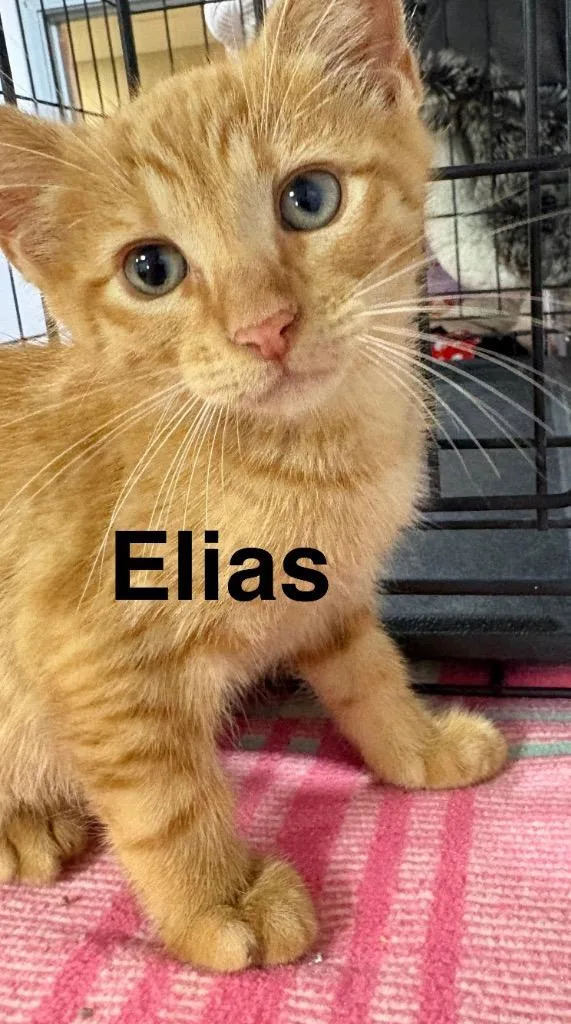 A baby medium-sized male Domestic Short Hair cat named Elias for adoption in Saint Francisville, LA