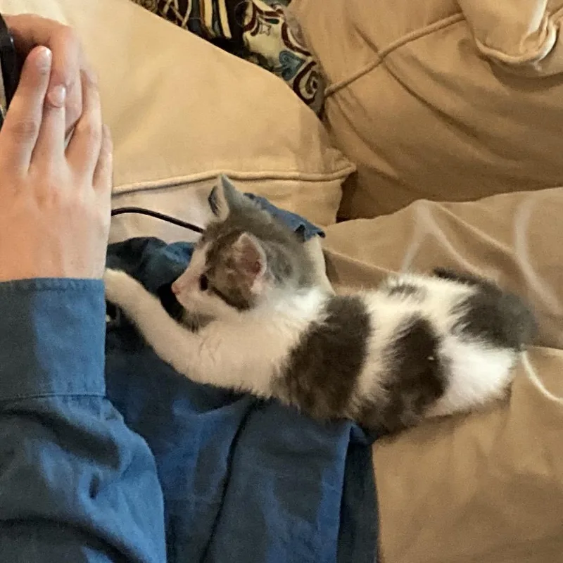 A baby small-sized female Gray / Blue / Silver Domestic Long Hair cat named Daisy for adoption in Oakton, VA