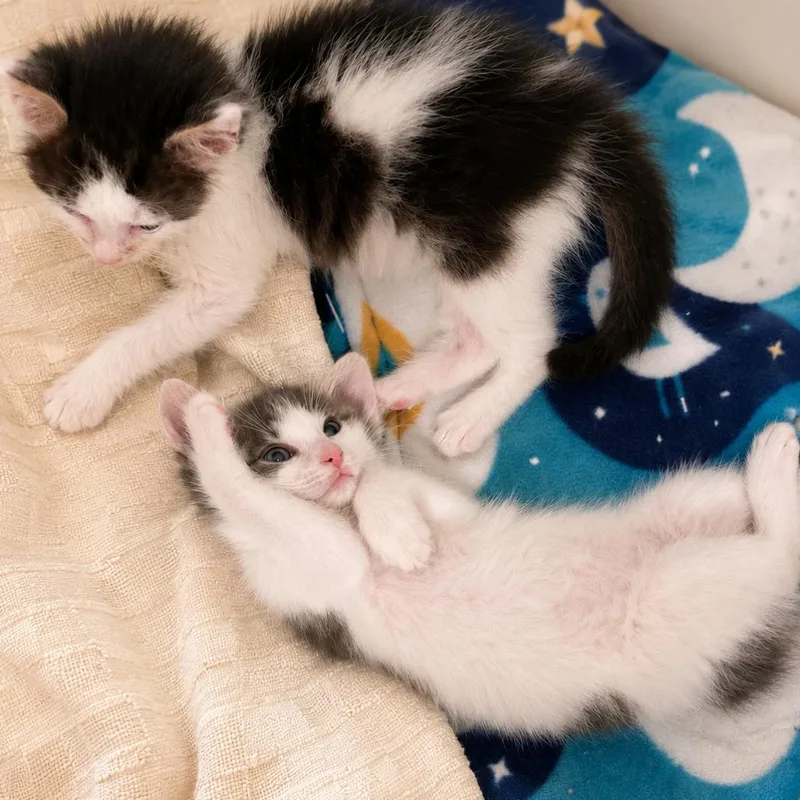 Daisy thumbnail 5