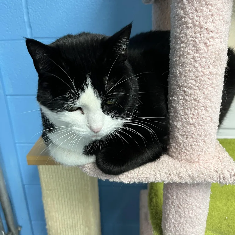 An adult extra large-sized female Black & White / Tuxedo Tabby cat named Zeva for adoption in Pompton Plains, NJ
